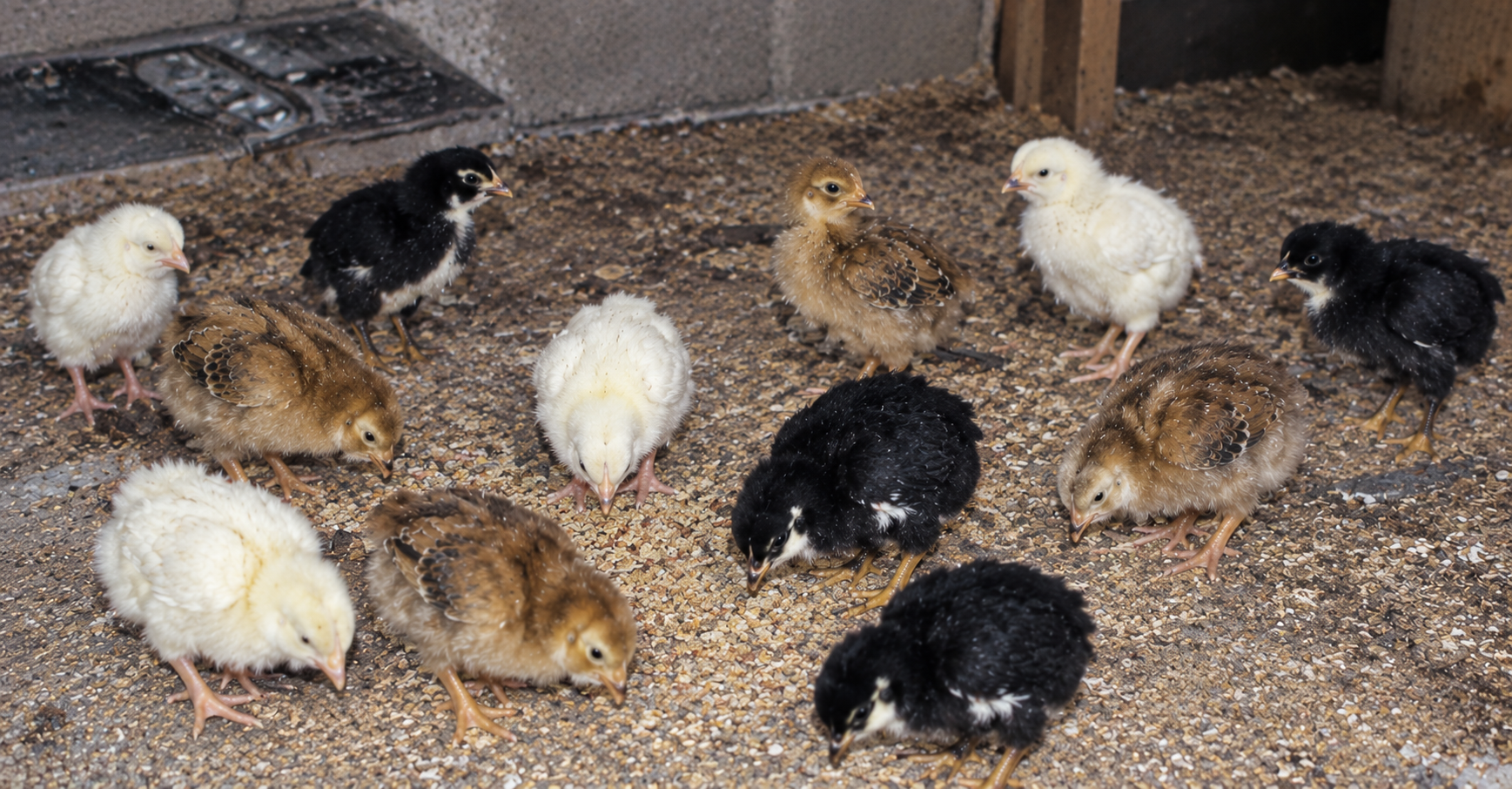 Noiler chicks